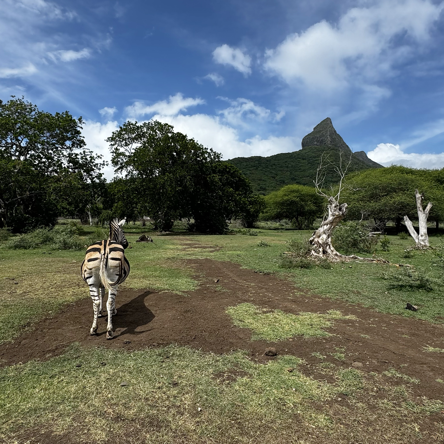 Зебра демонстративно отвернулась, гора в форме гориллы поддержала