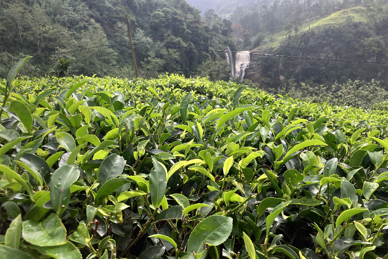 Еще в программу экскурсии входило посещение чайной плантации. Понравилось, что нам не просто предложили посмотреть, как растет чай, а дали возможность почувствовать себя сборщиками. На нас надели специальную одежду, выдали корзины и объяснили, что собирать нужно только молодые листья. На фотографии и сбор ушло около 20 минут, затем была дегустация разных сортов