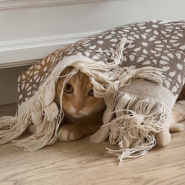 Мейня утром составил мне компанию и, как обычно, залез под ковер. У него сильная любовь к ним! Он безразличен к пакетам, одеялам и чему угодно, кроме ковров