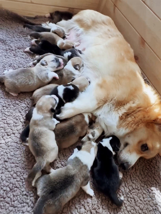 Гнездо для матери и щенков — теплое, защищенное место с нескользящей поверхностью