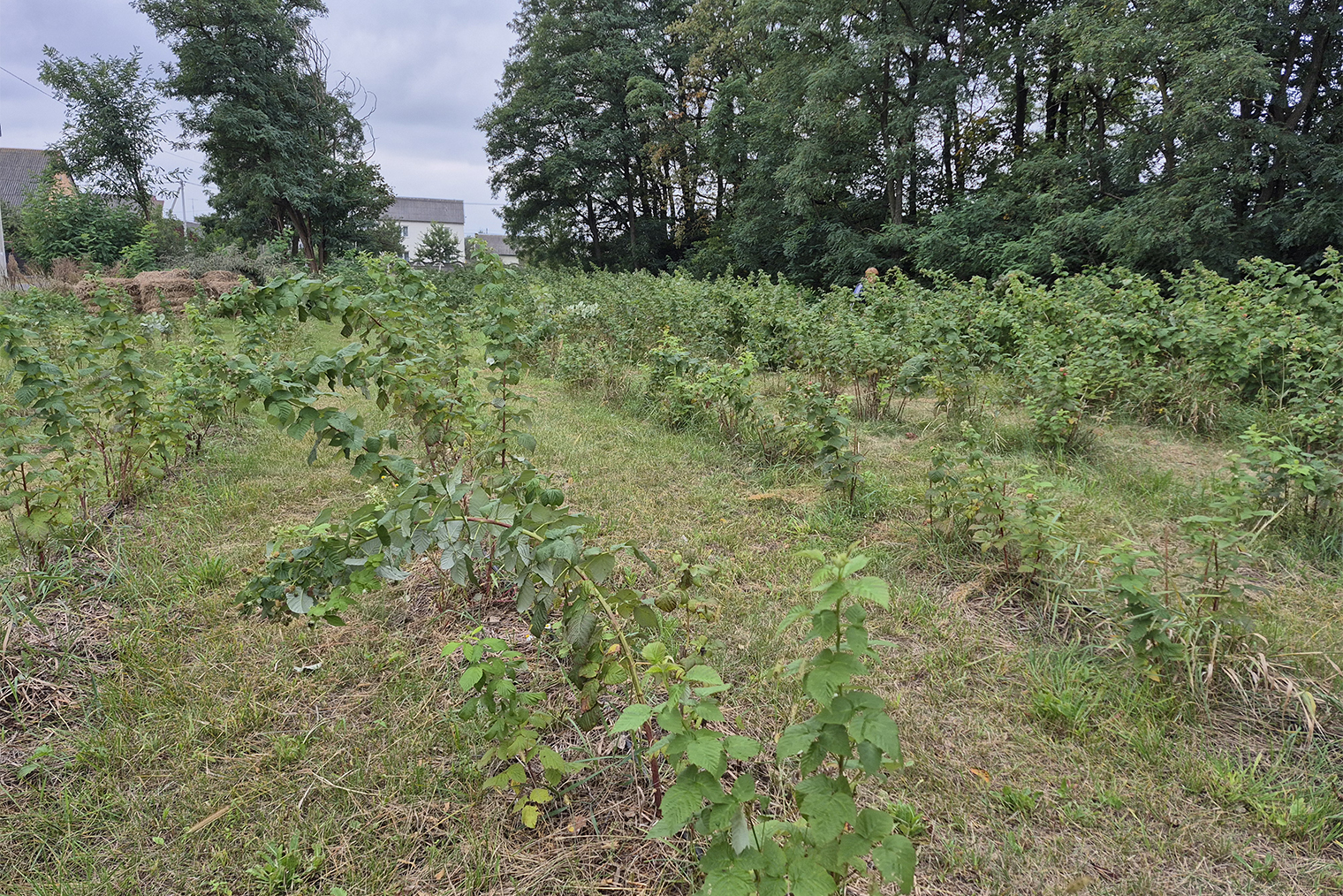 Участок с малиной требует постоянного ухода