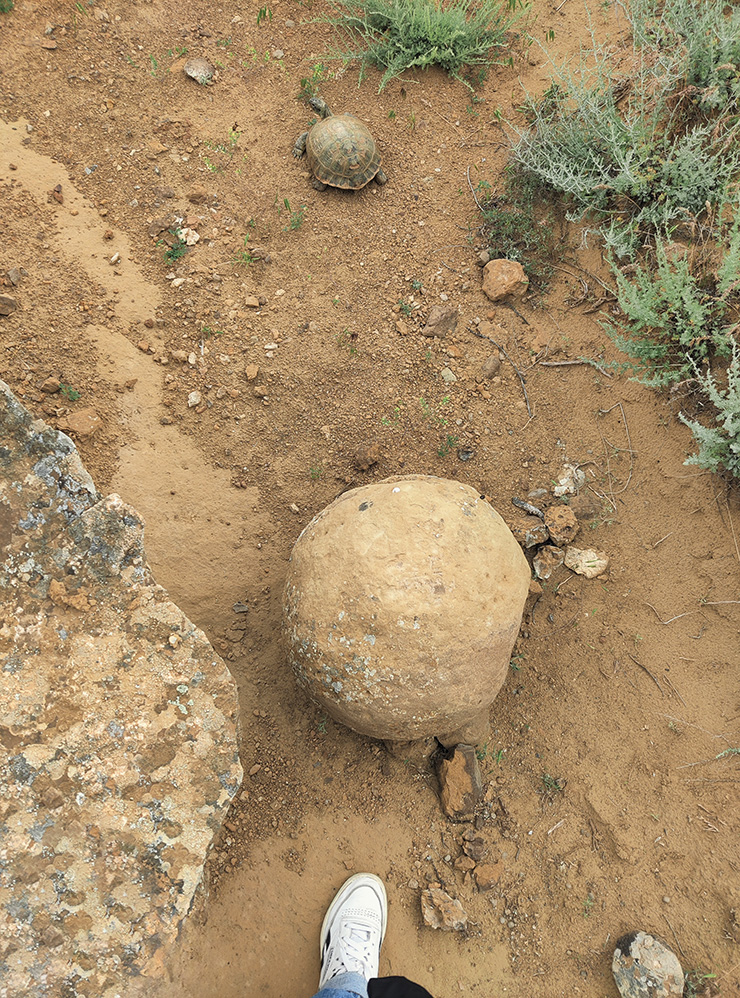 Рядом с огромными камнями лежат и совсем небольшие ядра, между которыми гуляют черепахи