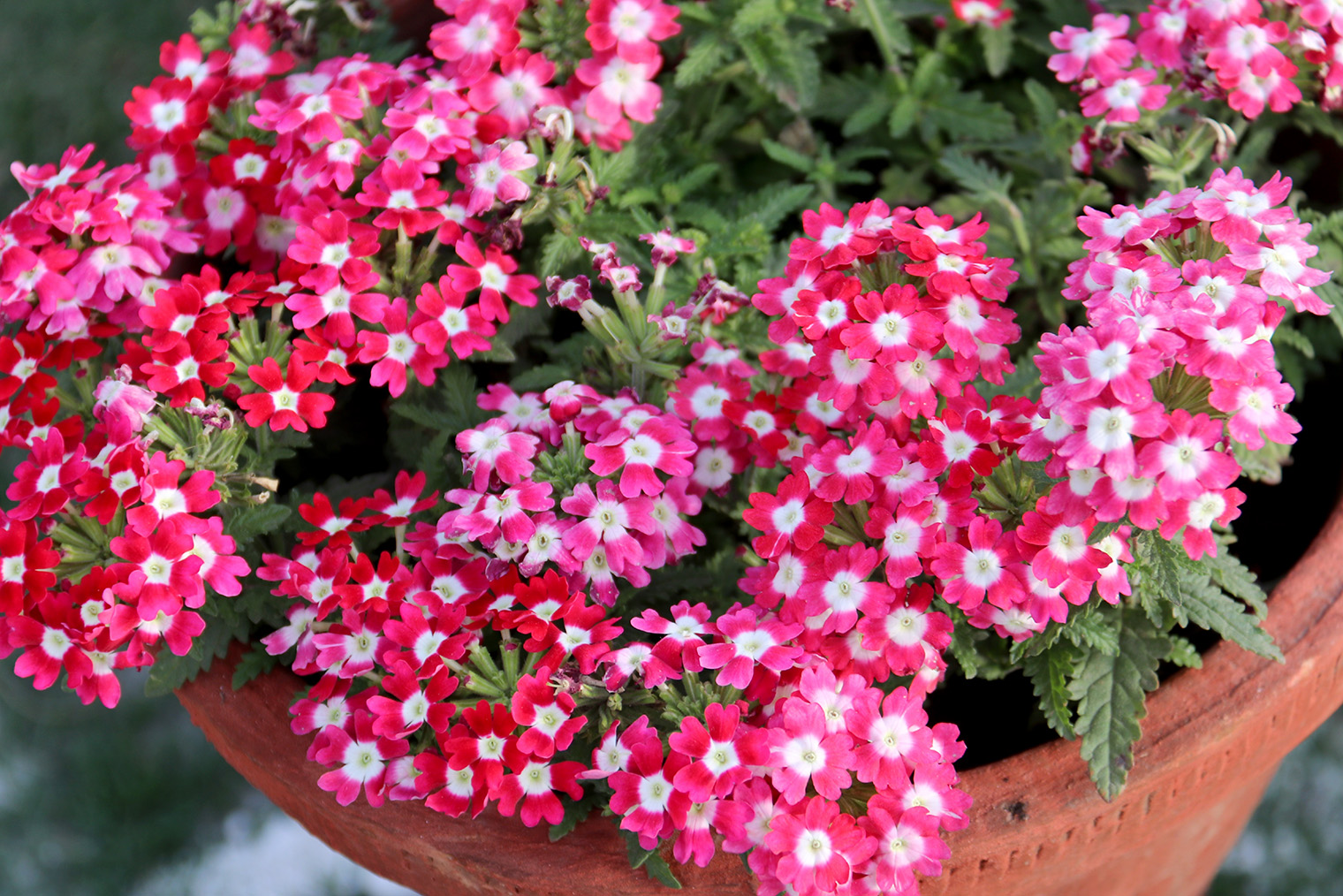 Вербена не боится кратковременных заморозков, но лучше высаживать ее на клумбу в мае. Цветет с июня по октябрь. © anuvita / Shutterstock / FOTODOM