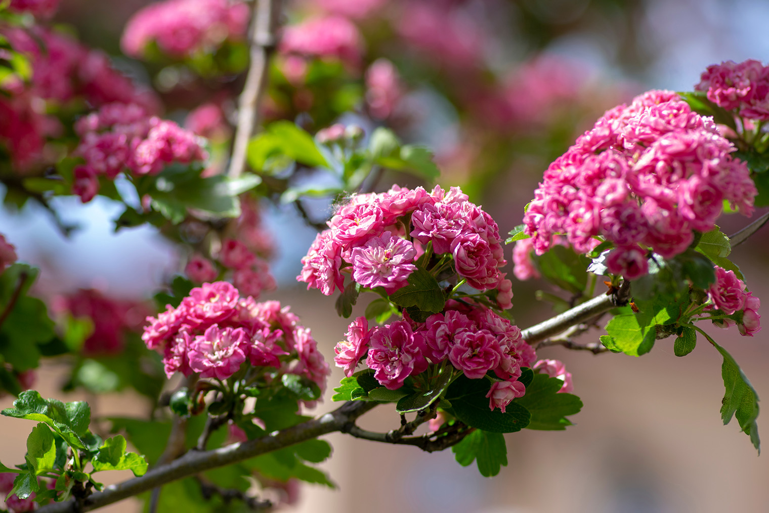 Боярышник «пол скарлет». Фотография: Iva Vagnerova / Shutterstock / FOTODOM