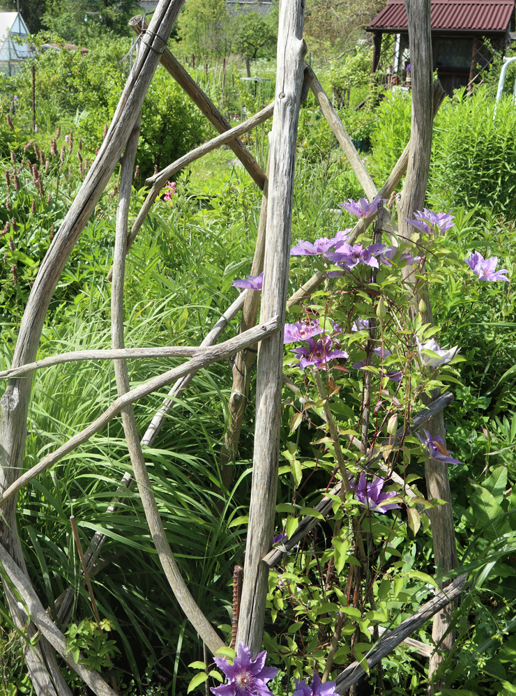 Этим летом на опоре цветет клематис. Серый цвет старого дерева подчеркивает сине⁠-⁠фиолетовый цвет