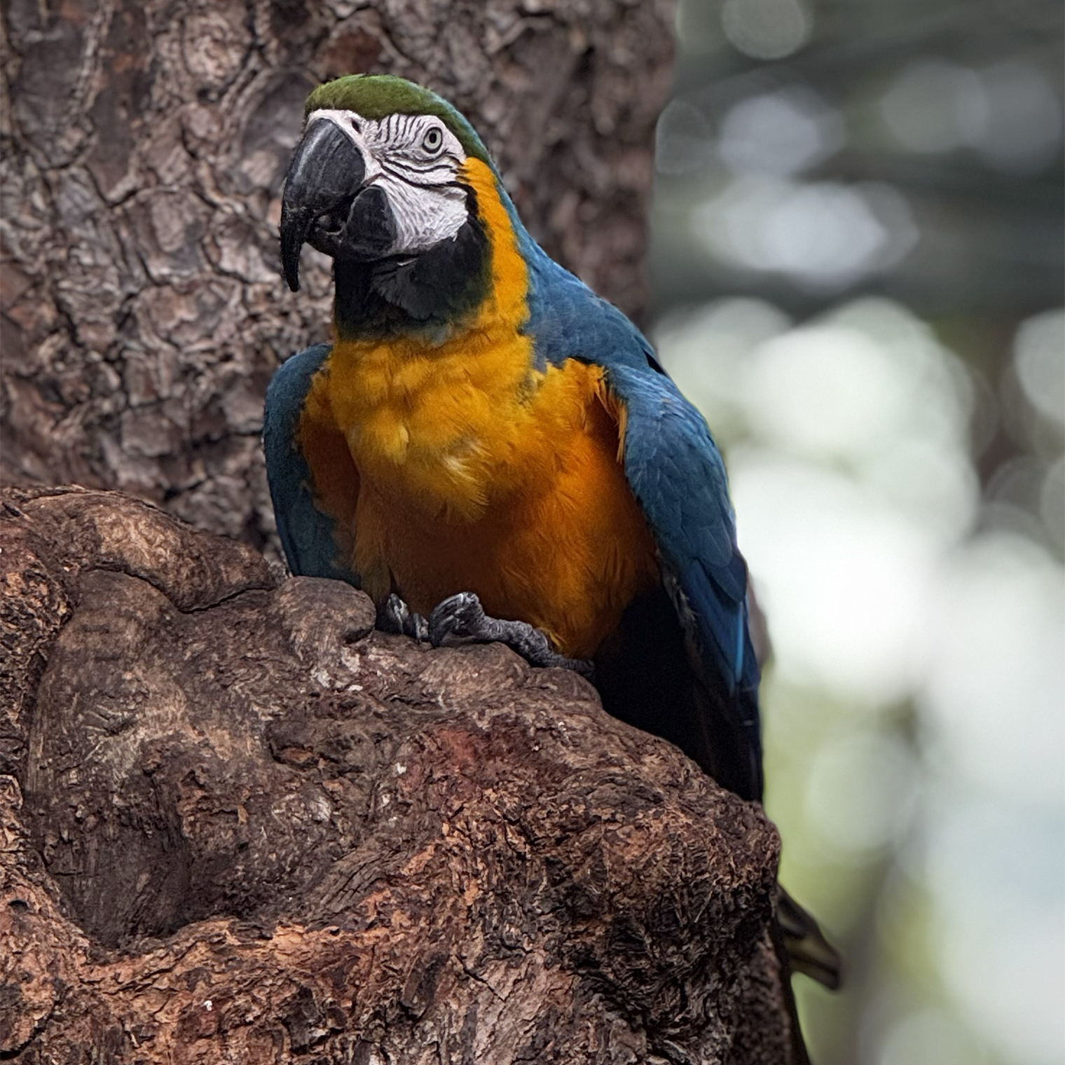 Попугай явно знал, как позировать