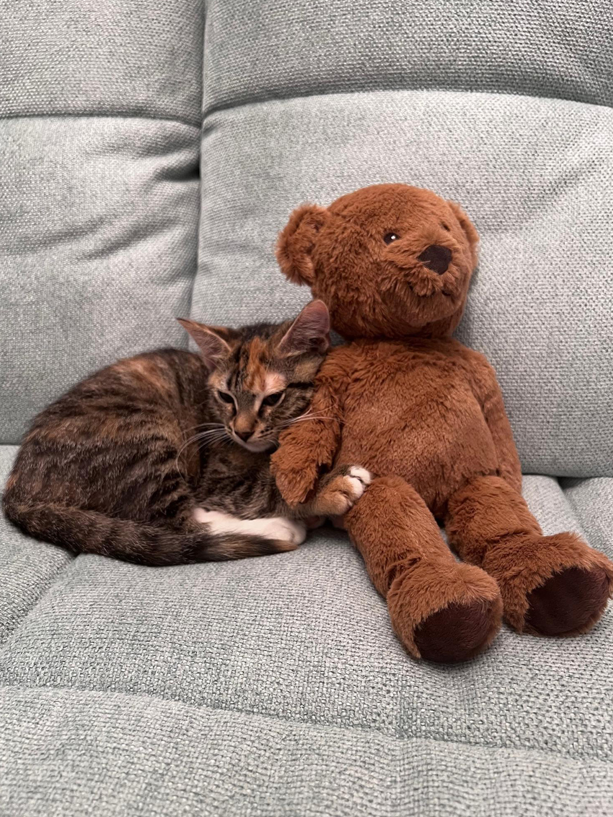 Мой котенок Китти на новом диване и щенок мопса, которого я жду