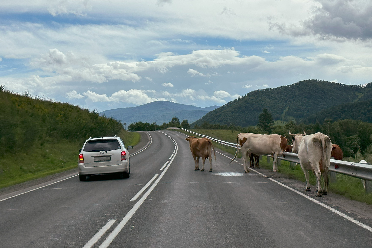 Коровы на Алтае отдыхают прямо на проезжей части