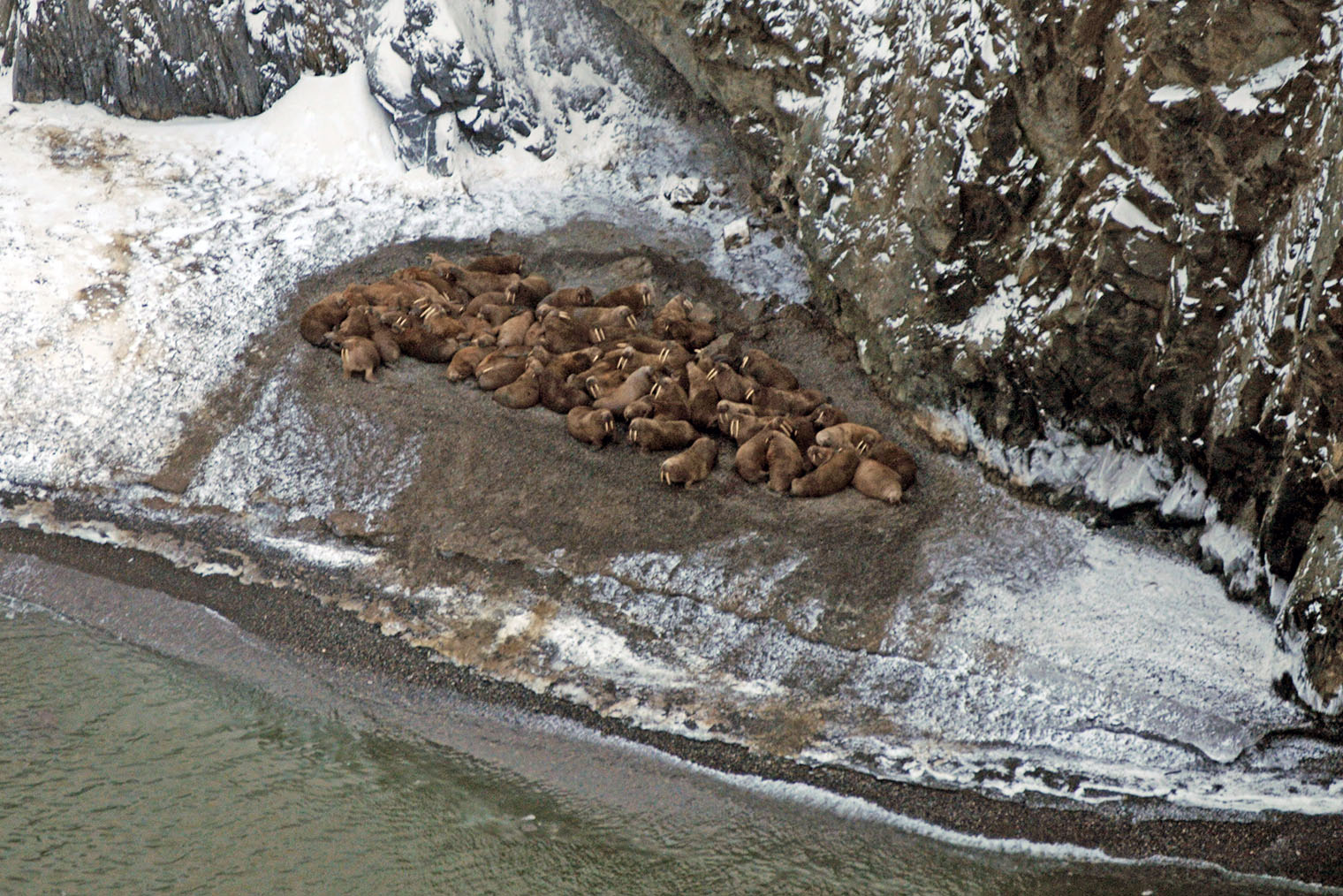 Лежбище моржей. Фотография: Boris Solovyev / Wikimedia