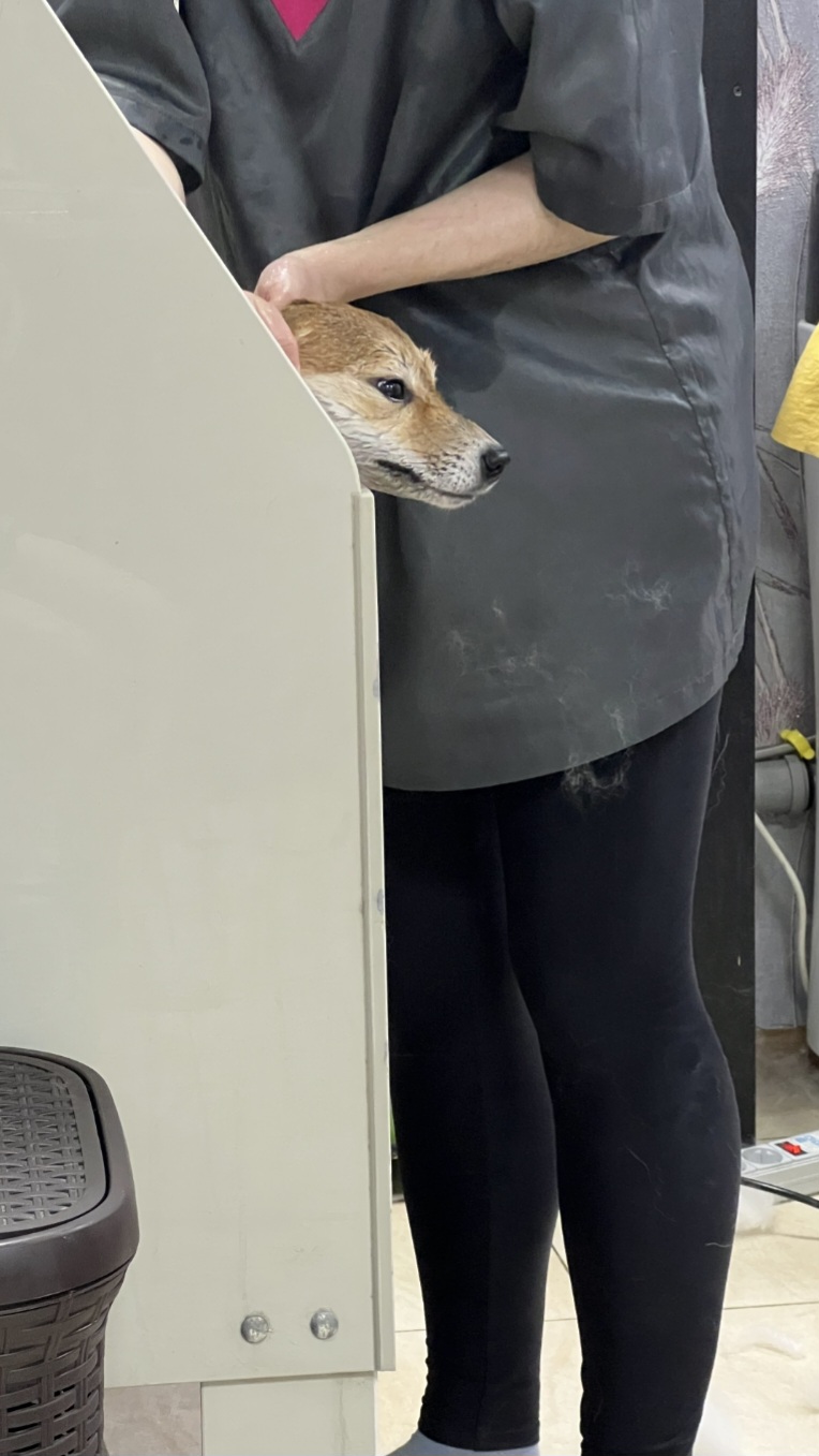 Классическая фиксация на столе. Собака напряжена (тело «в дуге»), уши разъехались, хвост раскручен, натянутая «улыбка» (это не улыбка вовсе! Вопреки расхожему мнению). Собаке ПЛОХО!