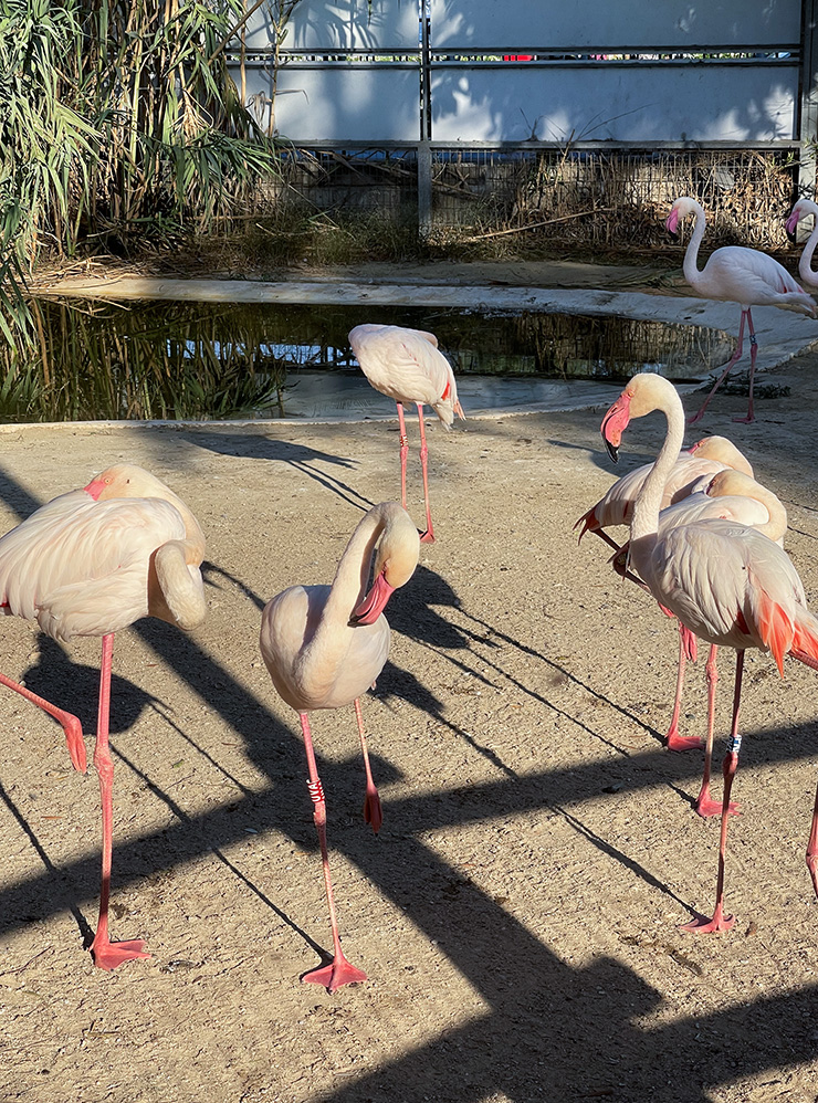 Парк в Лимасоле один и очень маленький, но в нем есть зоопарк, где можно рассмотреть фламинго
