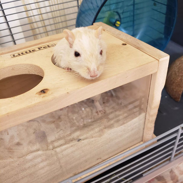 Мышь наблюдает