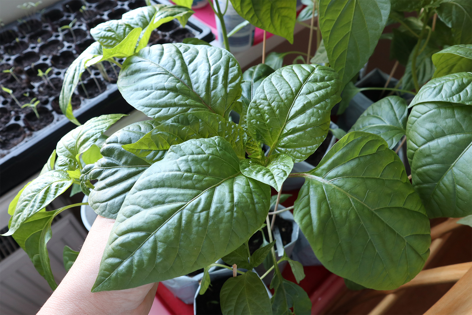 Моя рассада перца, готовая к высадке в грунт