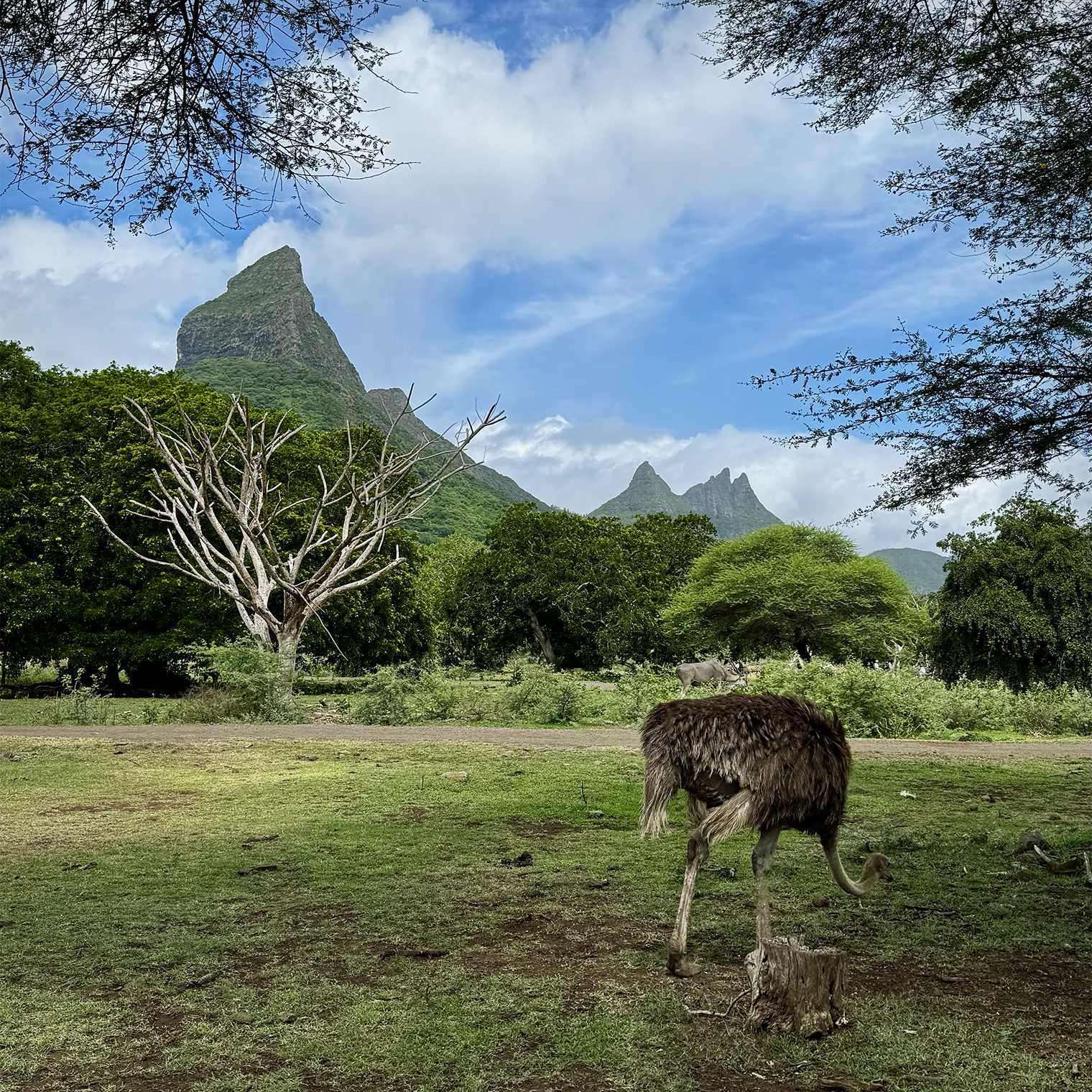 Гостеприимство страуса: пригласил нас в свое гнездо и продемонстрировал коллекцию яиц
