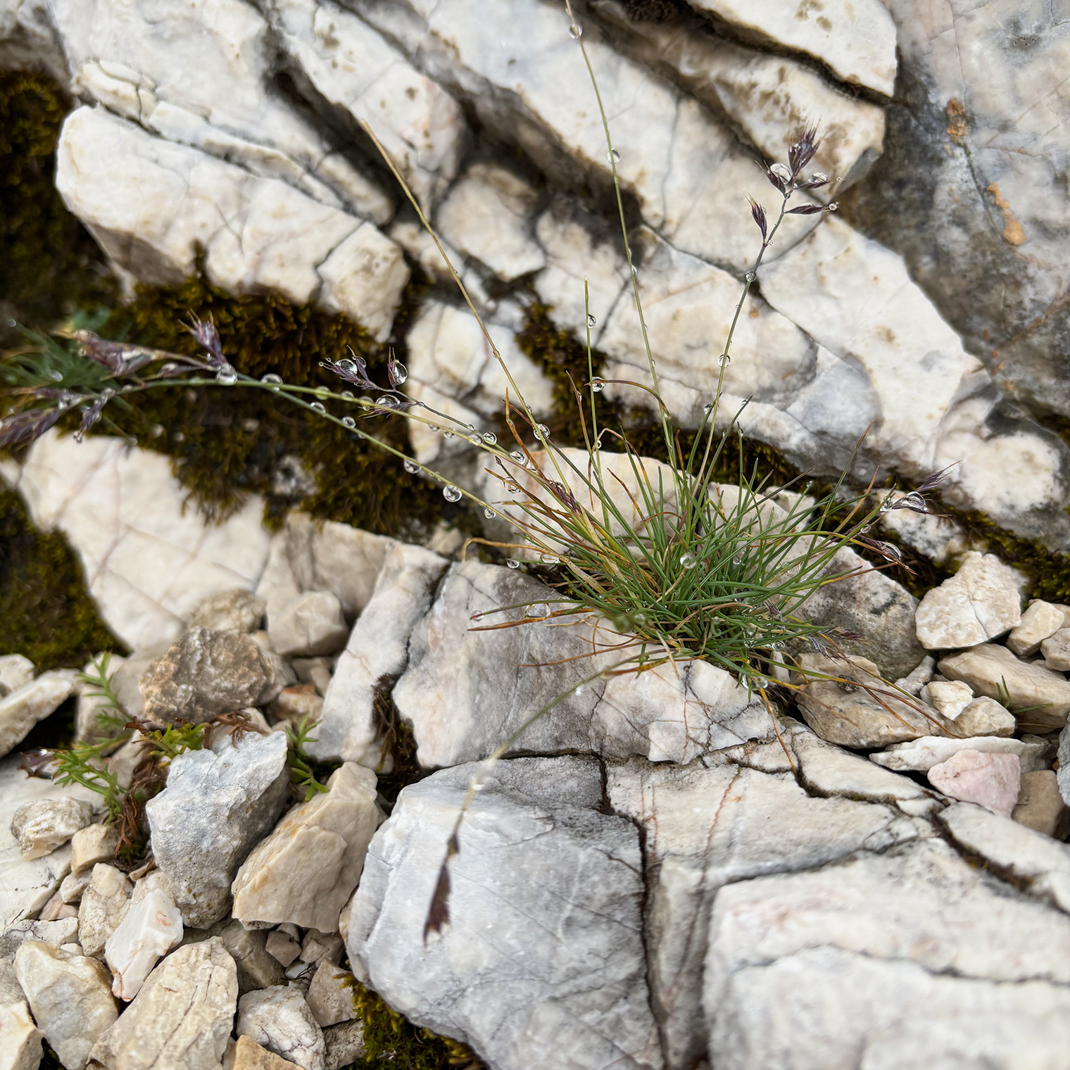 Редкая зелень на Триглаве