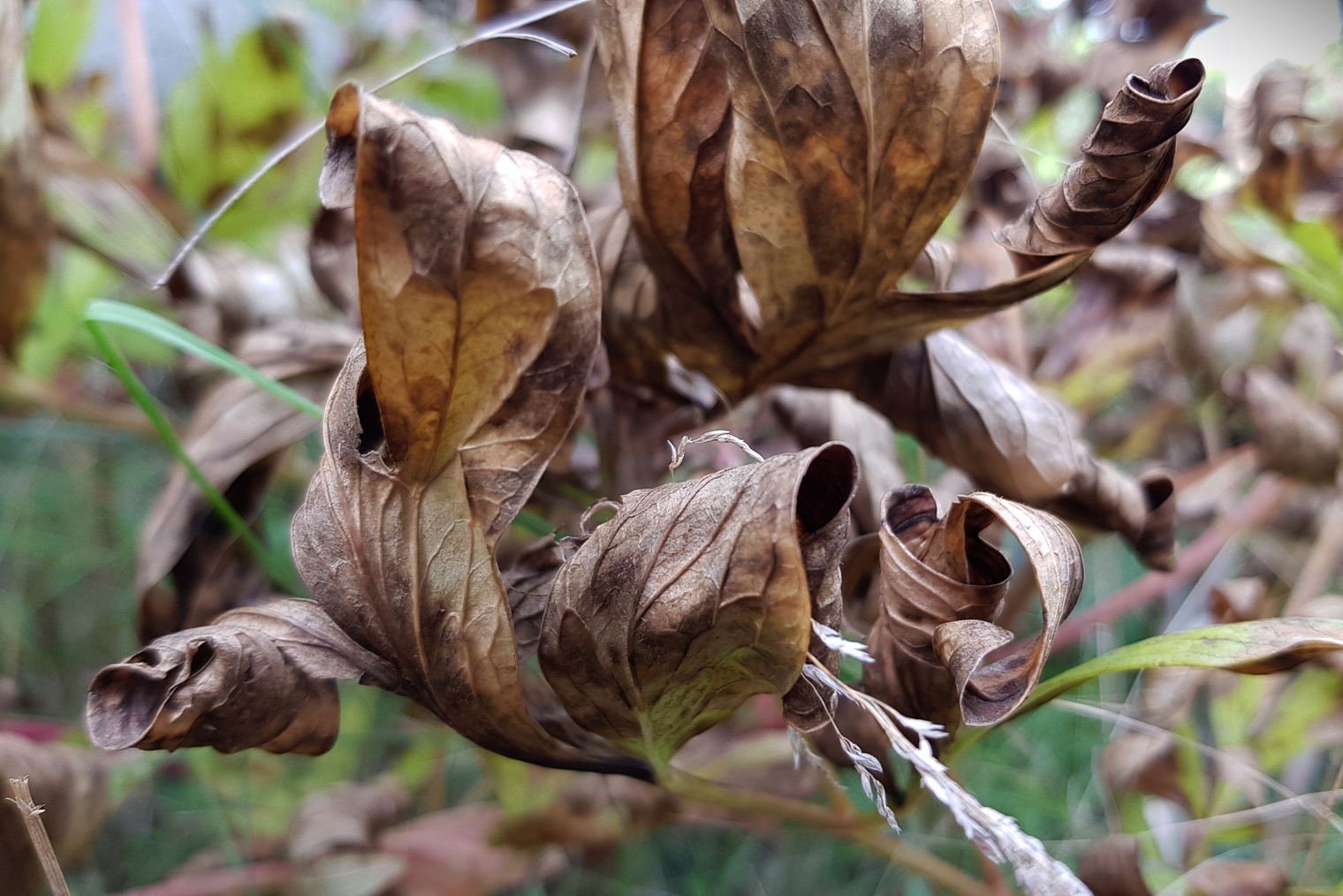 Листья пиона, пораженного серой гнилью. Фотография: Ninelro / Shutterstock / FOTODOM