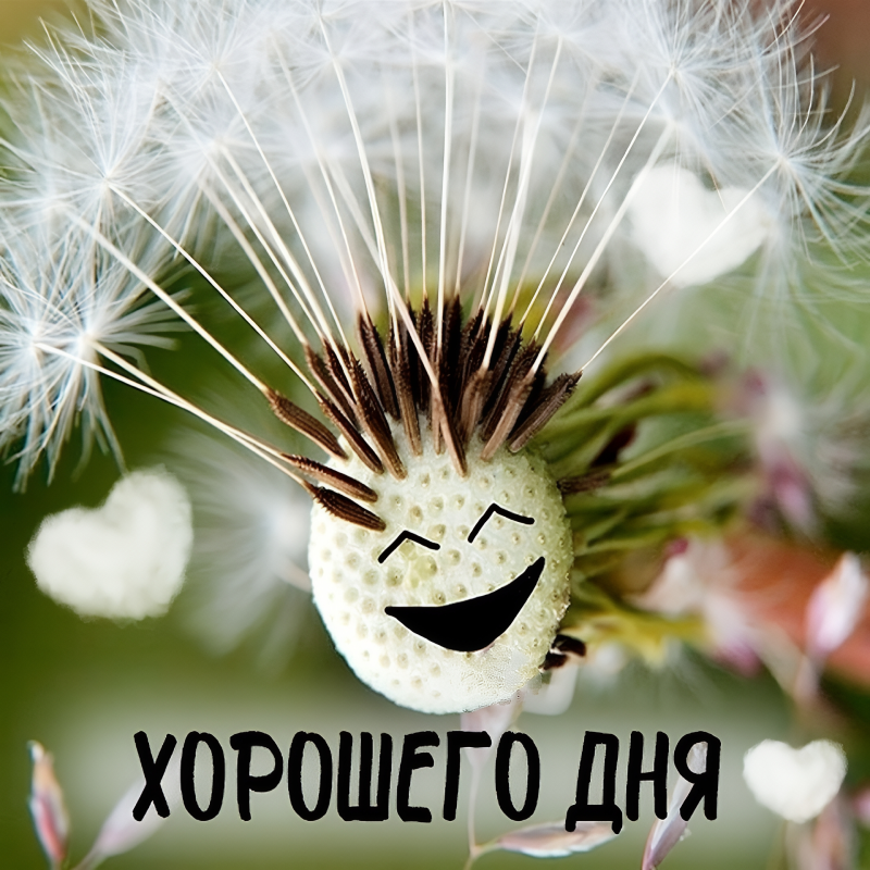 Одуванчик