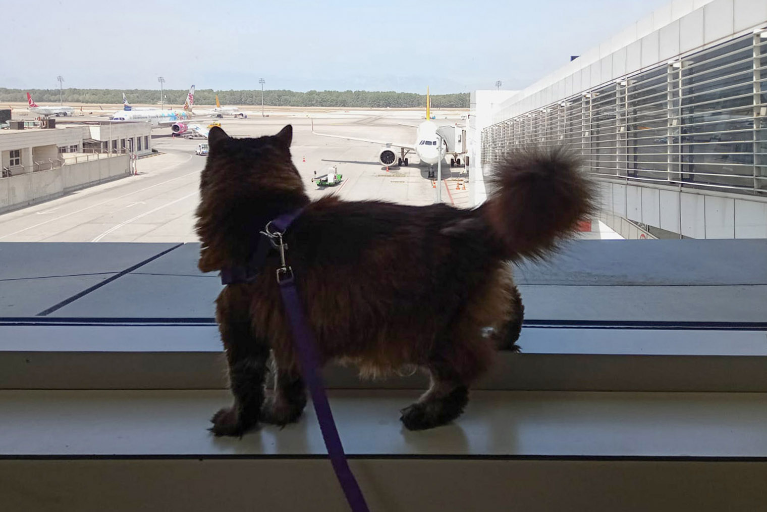 Пуся — путешественница со стажем. В аэропорту она любит залипать на самолеты, а в самолете — смотреть на облака