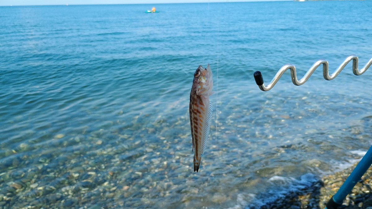 Морской дракончик