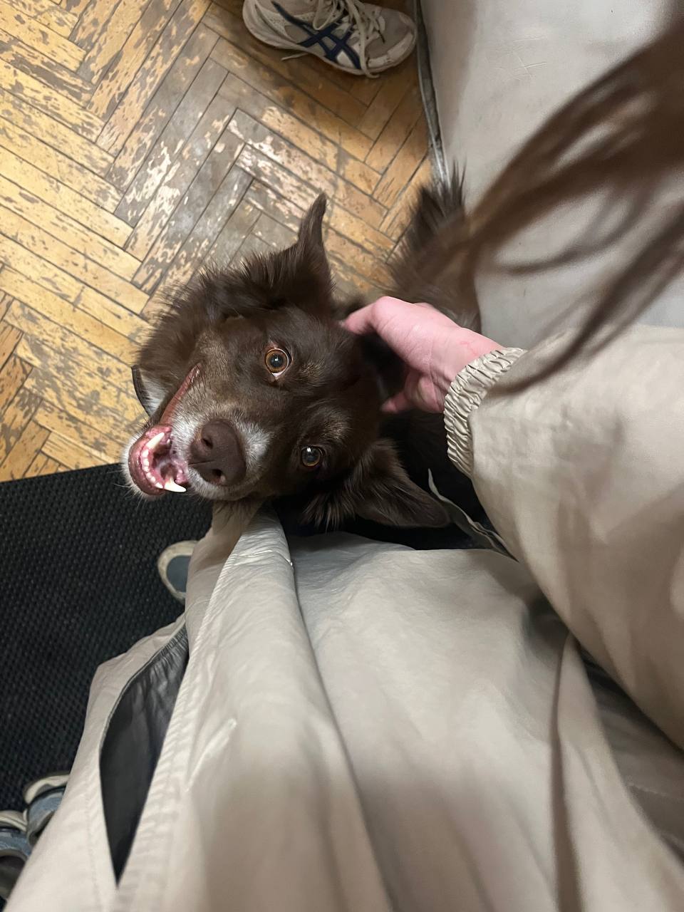 Как моя собака Джули перенесла пять переездов