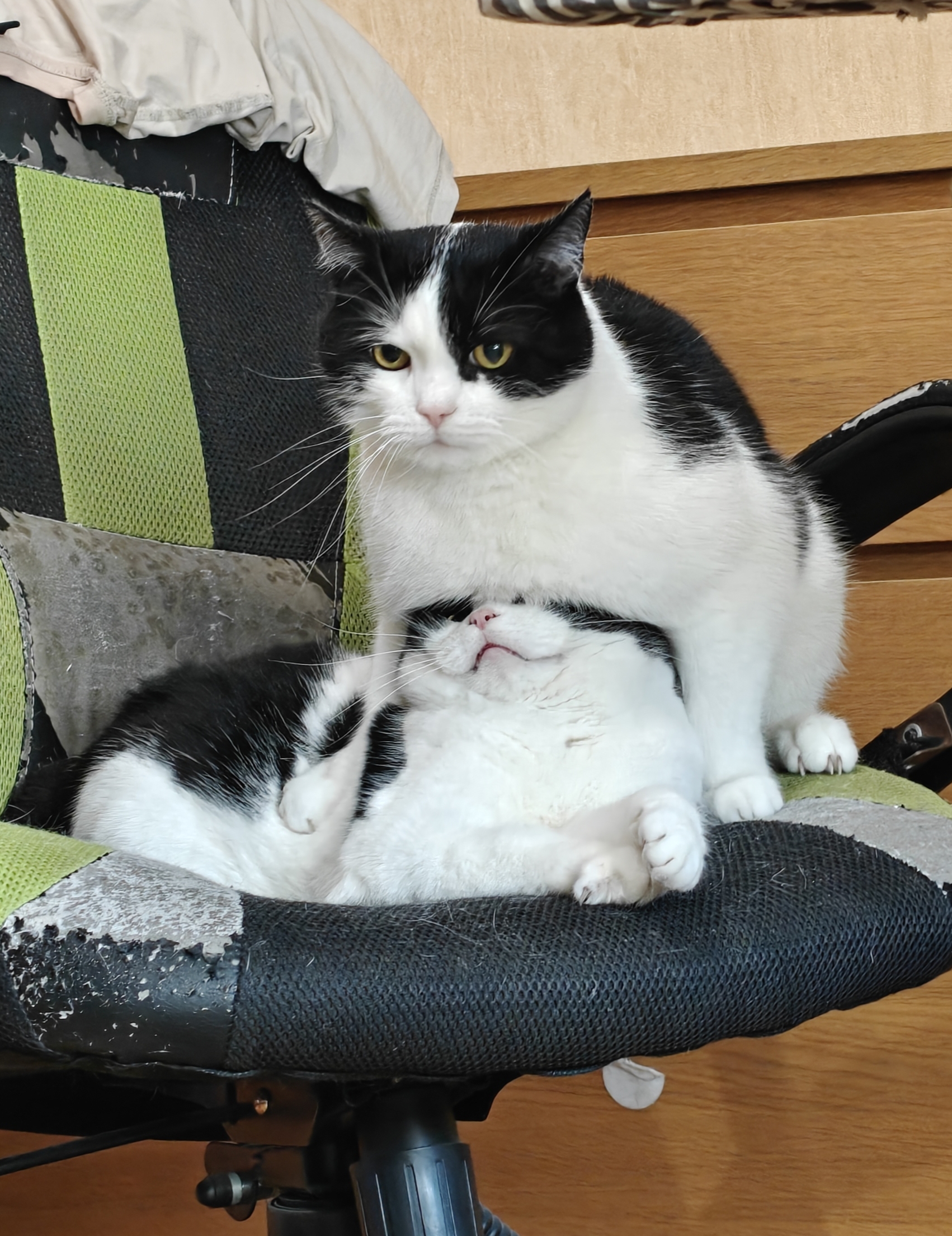 Всего лишь неудачно запрыгнул на любимое кресло, не подумайте