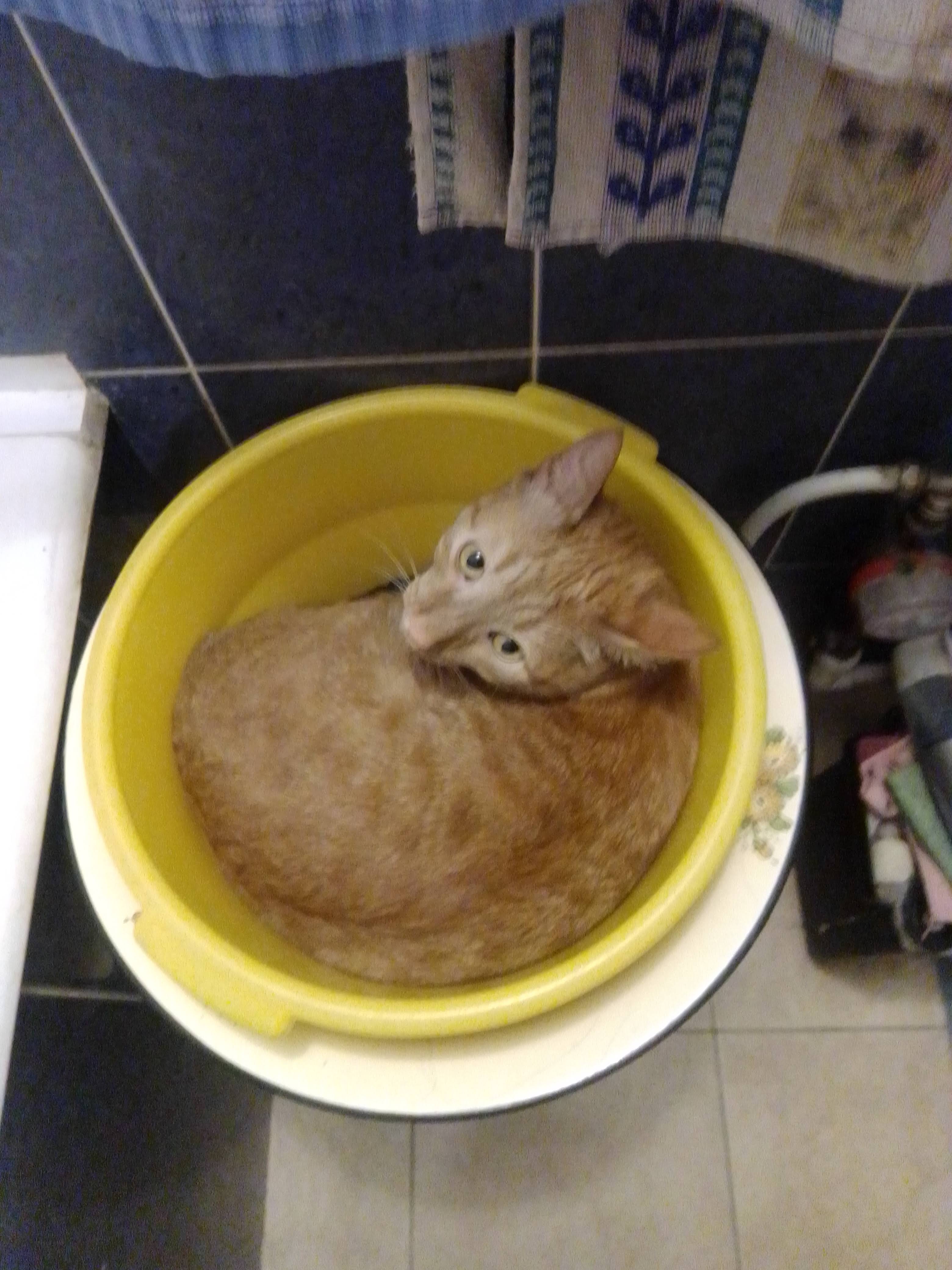 Кот Персик любит лежать в ванне