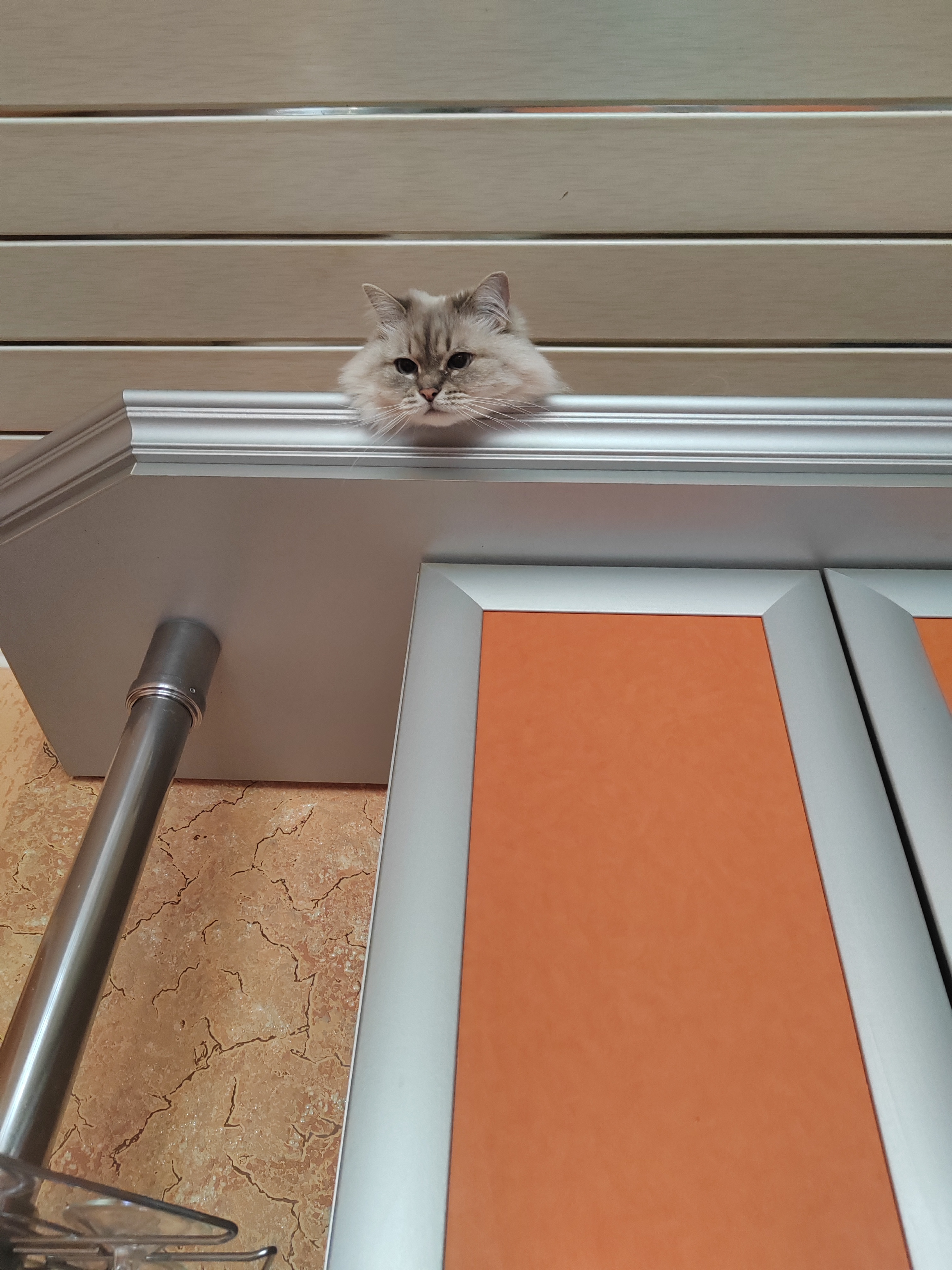 Котонаблюдение — самая совершенная система охраны от Венеры