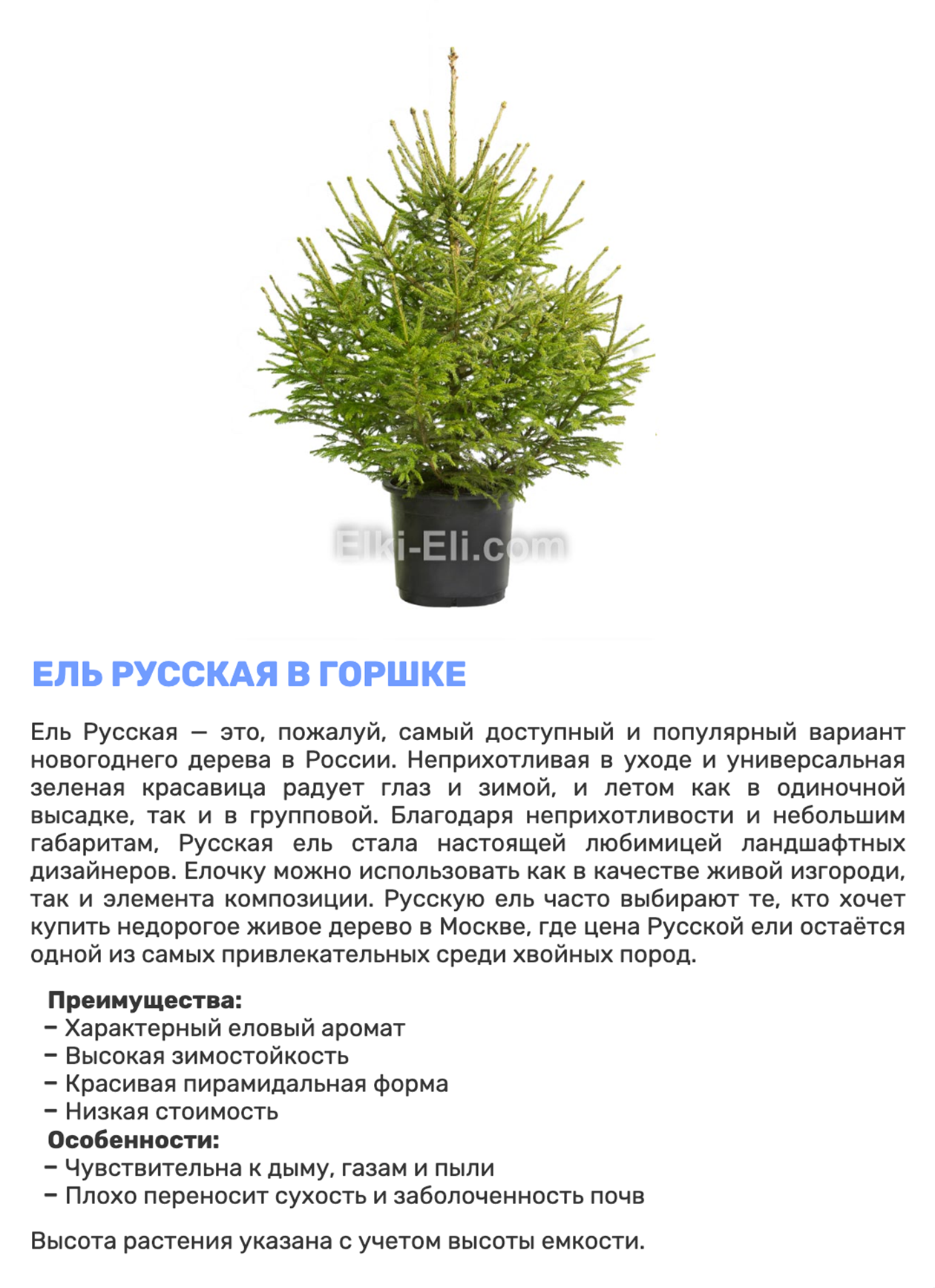 В Москве небольшую ель в горшке можно купить за 1 450—2 950 ₽. При аренде нужно оплатить полную стоимость дерева. Если принести его обратно в хорошем состоянии — вернут половину суммы. Источник: elki-eli.com