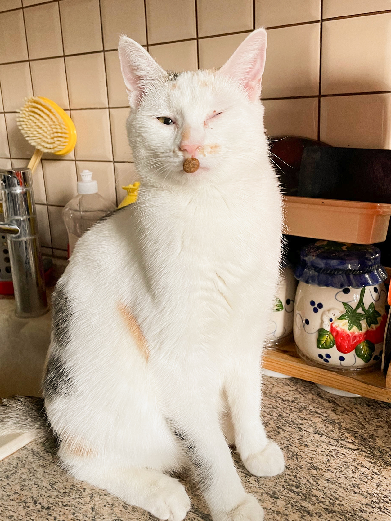 Мы с котами стараемся оставаться оптимистами: да, сопли, зато своя еда всегда с собой