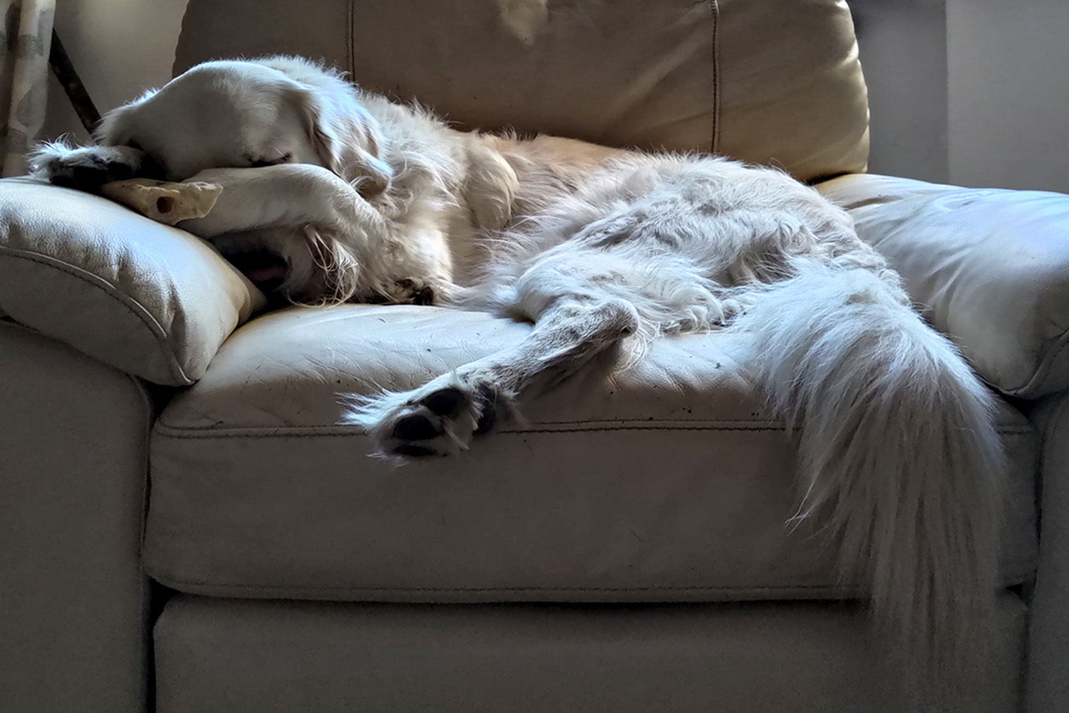 Собака может погрызть диван, потому что ей скучно или это помогает сбросить напряжение от тревоги и страха. Фотография: sturti / iStock