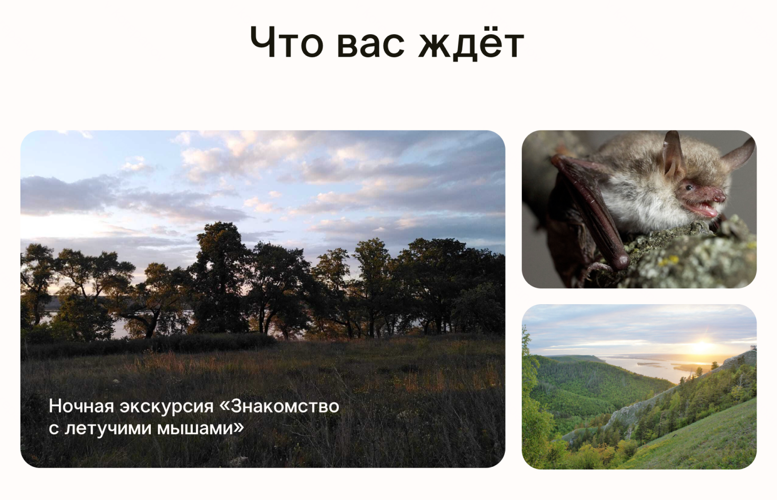 В поездке в нацпарк «Самарская лука» туристы вместе с учеными-биологами кольцуют летучих мышей и чипируют соней