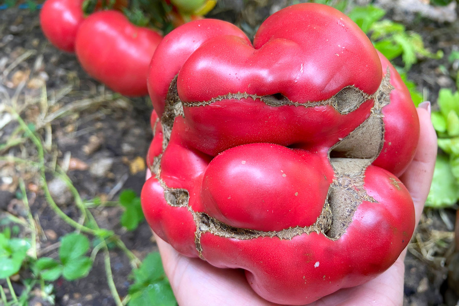 По вкусу такие плоды ничем не отличаются от остальных, но выглядят страшновато. Фотография: Kanphotoss / Shutterstock / FOTODOM