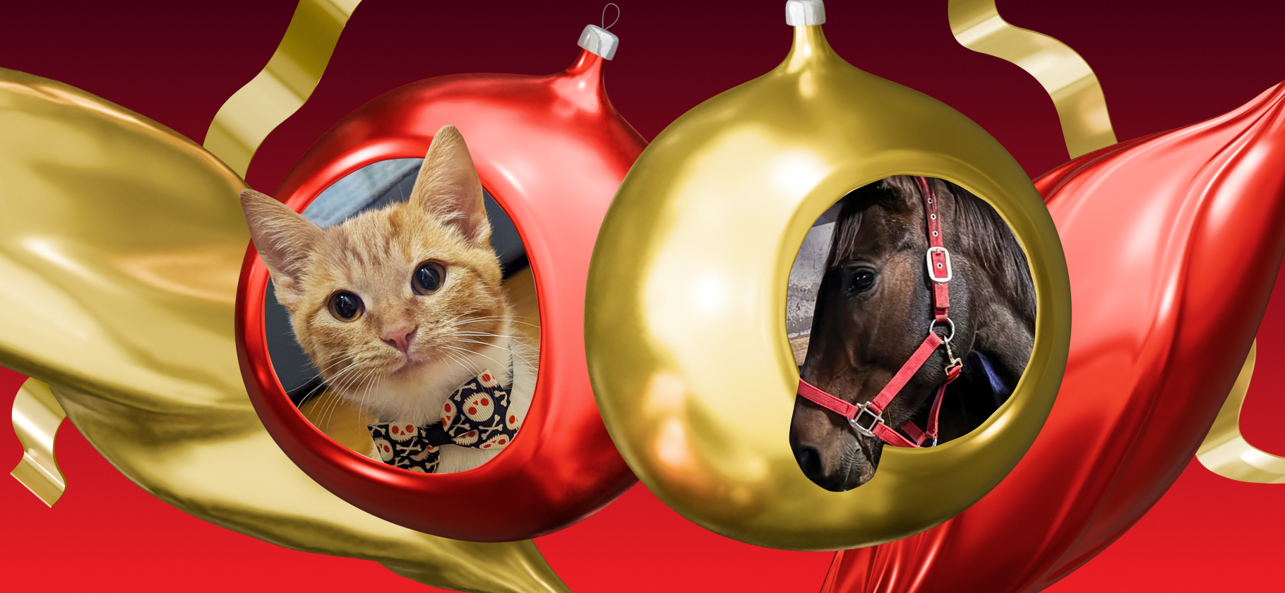 Проголосуйте за питомца года в Сообществе Т⁠⁠—⁠⁠Ж