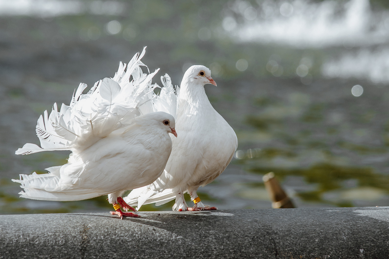 Если птица не обучена, в голубятню она уже не вернется. А пышное оперение породистых голубей может привлечь хищника. Фотография: Tarkvi Tuk / Shutterstock / FOTODOM