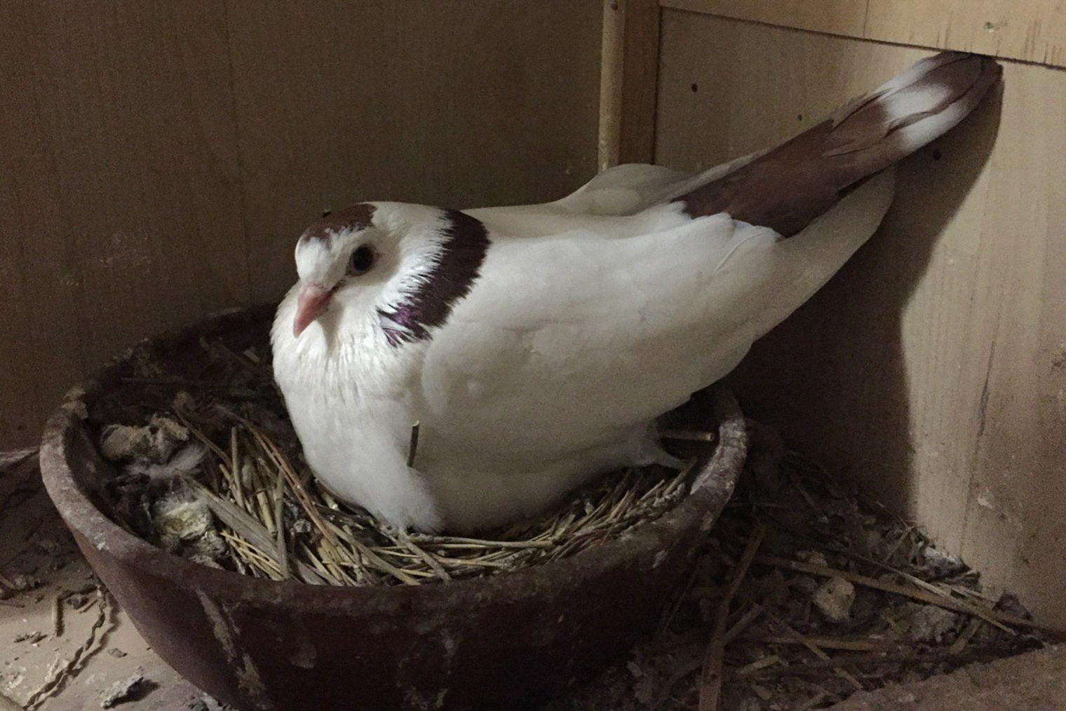 Гнезда для голубей делают из разных материалов, но форма у всех похожая. © Александр Шестаков