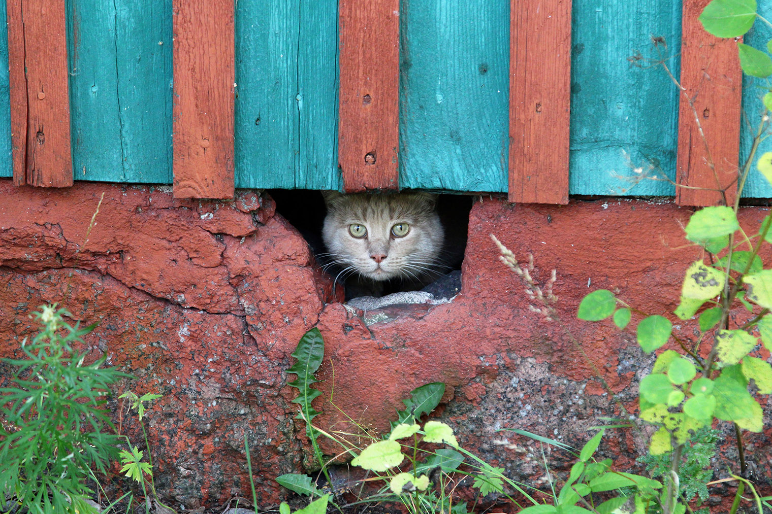 Достать кошку из такого укрытия вряд ли получится — постарайтесь сделать так, чтобы животное вышло добровольно, или обратитесь к ловцу. Фотография: semper⁠-⁠scifi / Shutterstock / FOTODOM