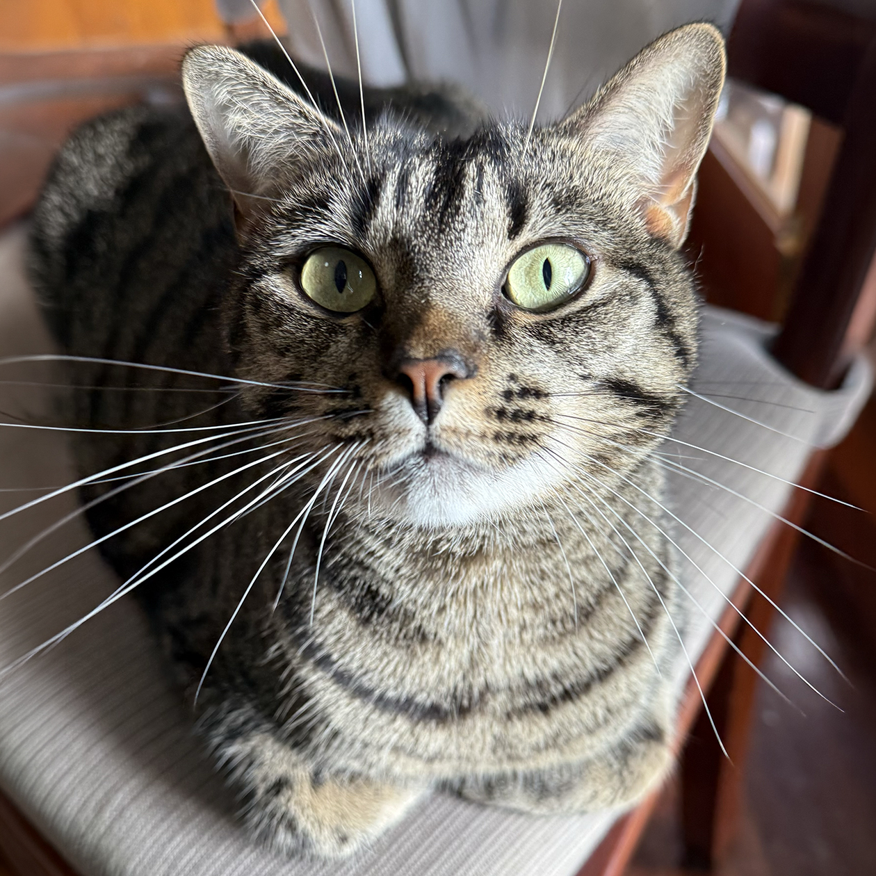 Наша любимая кошка