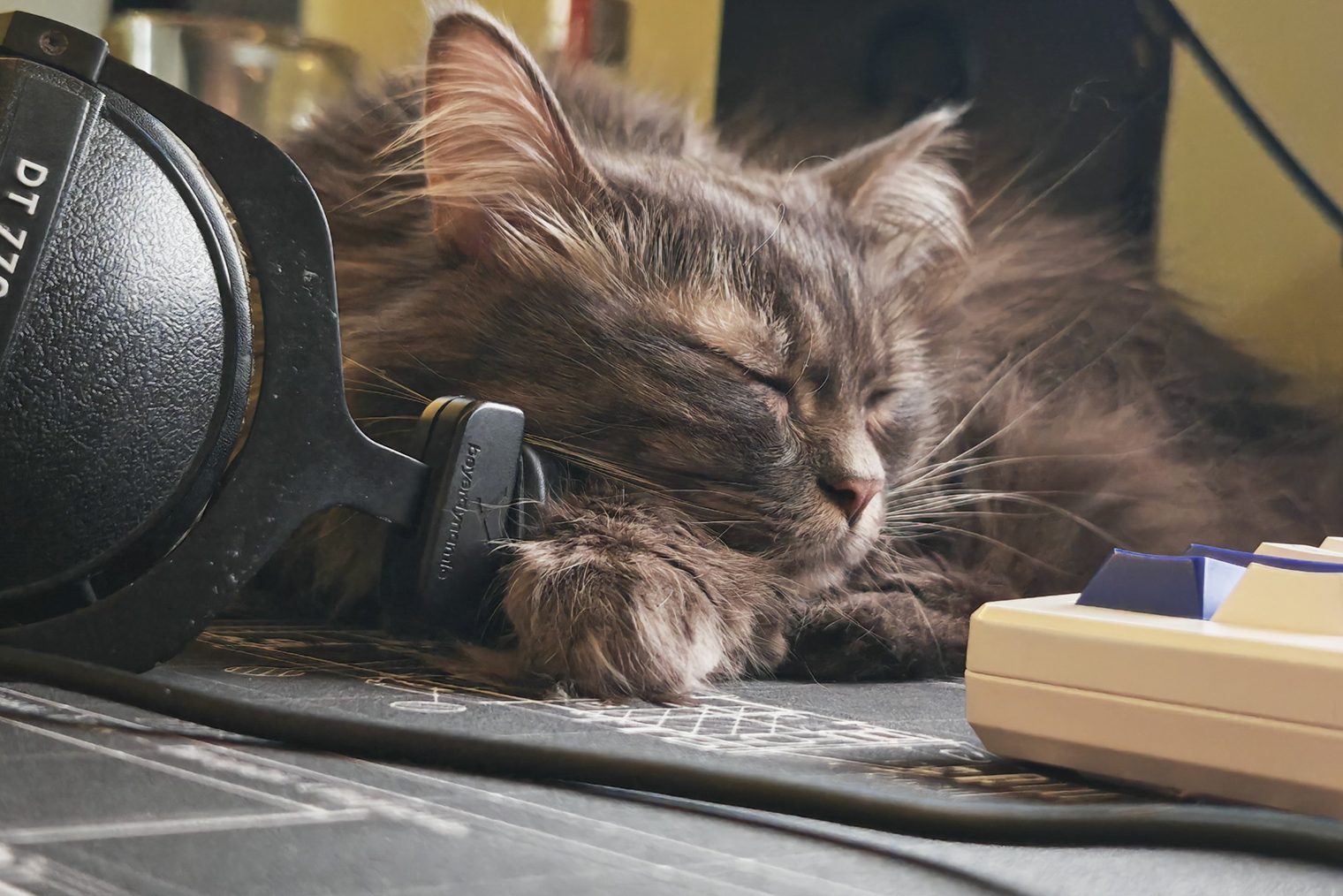 На рабочий стол забрался мой коллега и помощник и завалился спать