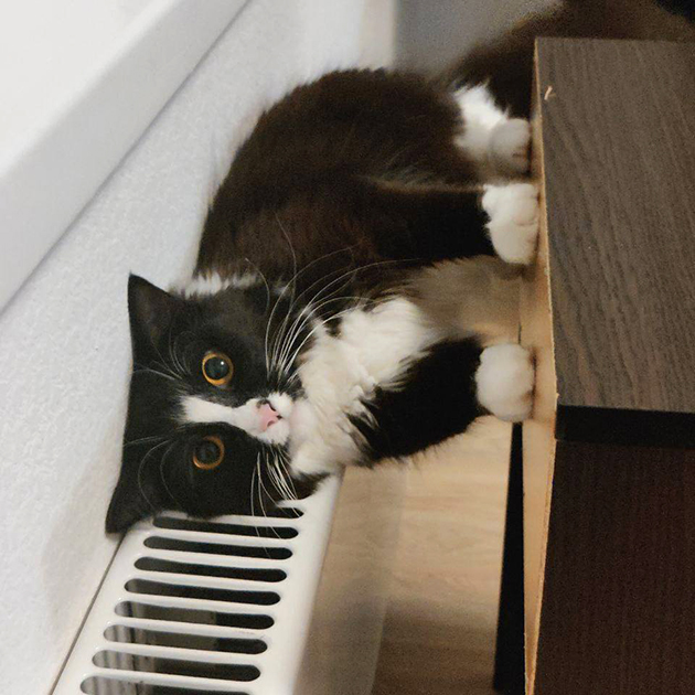 Кошка вечером выбрала самое теплое место у батареи. Она стоит или лежит?