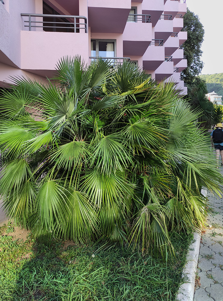 Разные вечнозеленые пальмы здесь на каждом углу