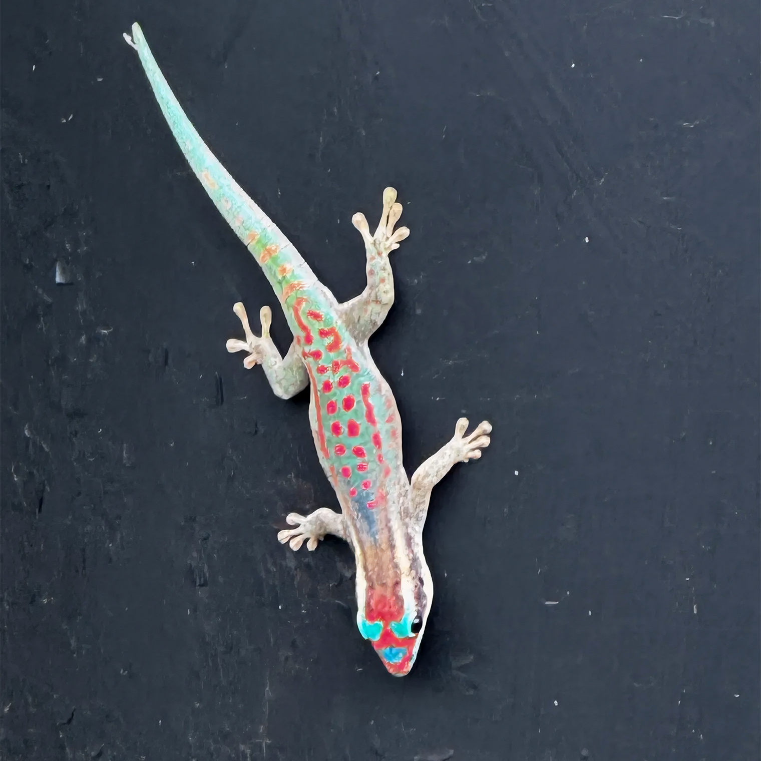 Кажется, она наблюдала за мной, а не я за ней