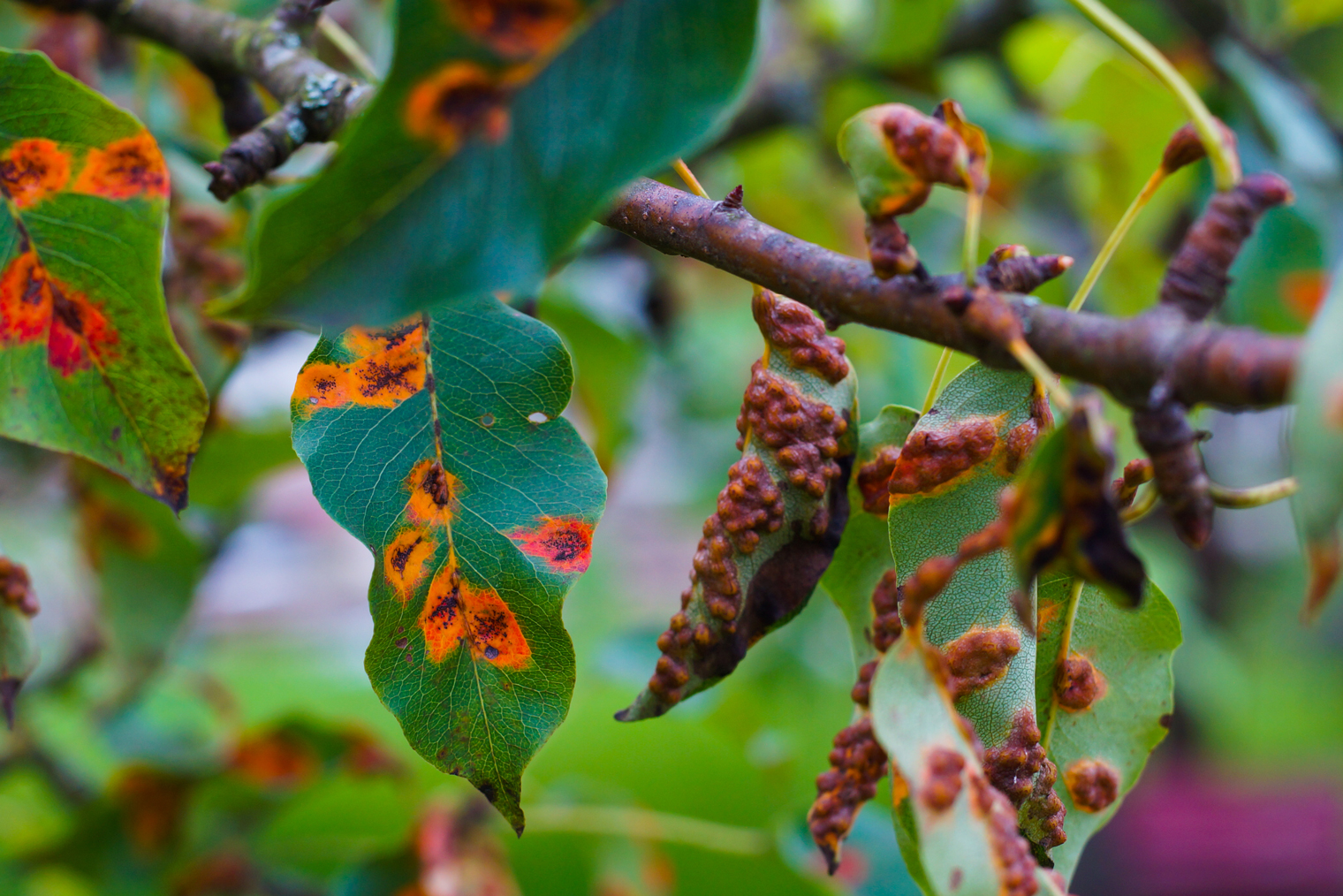 Это ржавчина на плодовом дереве, но на листьях пиона болезнь выглядит так же. Фотография: photorawjpg / Shutterstock / FOTODOM