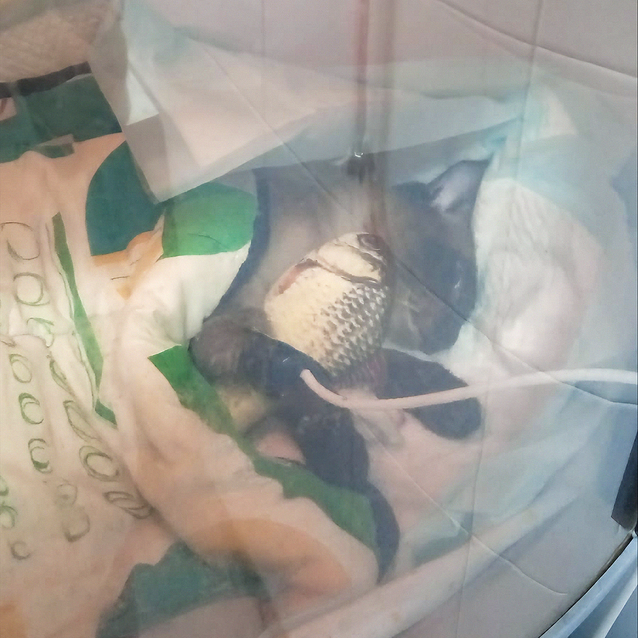 Так Раф выглядел сразу после кастрации — фото из ветклиники