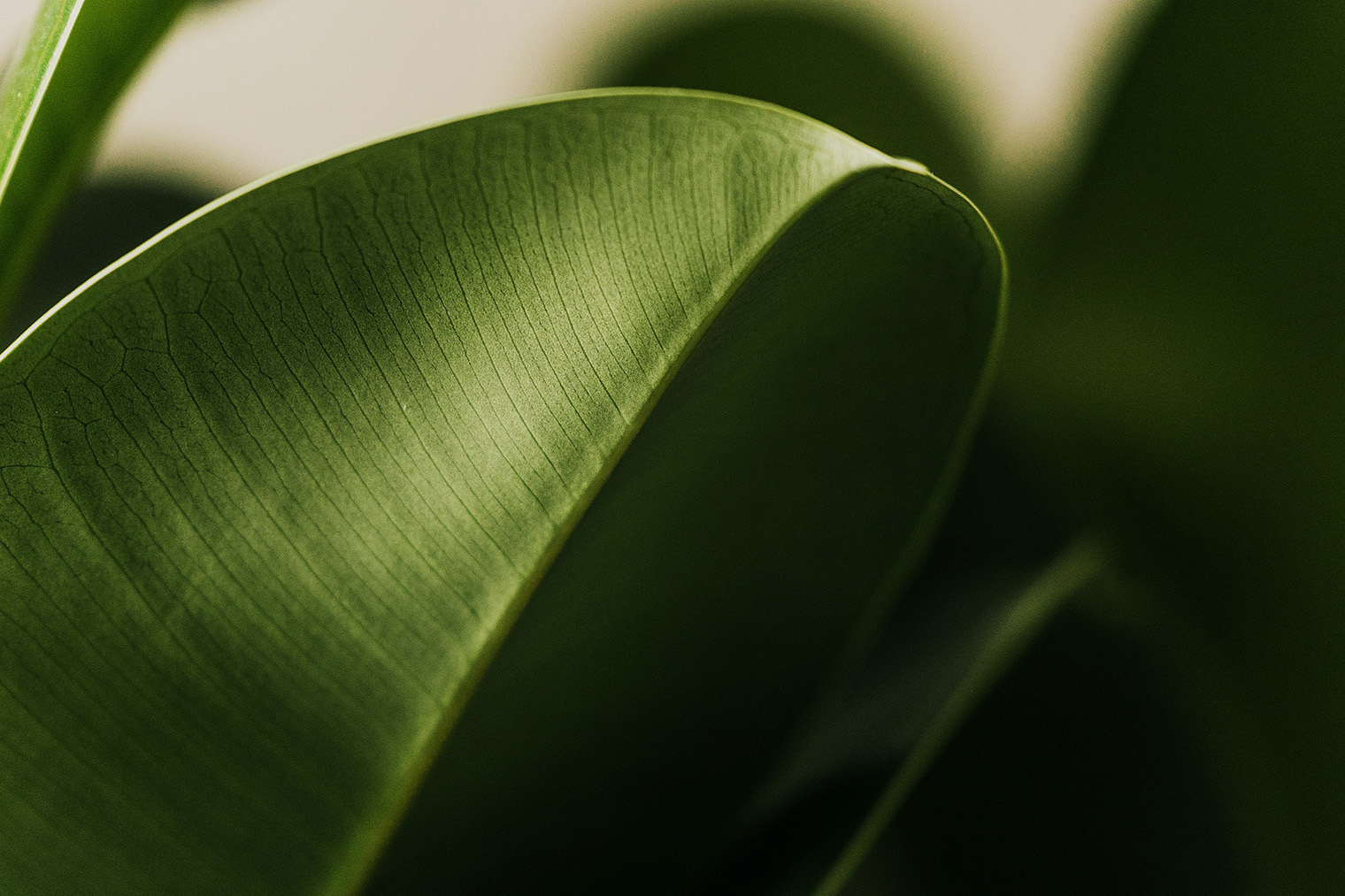 Фотография: Raul Angel — Unsplash