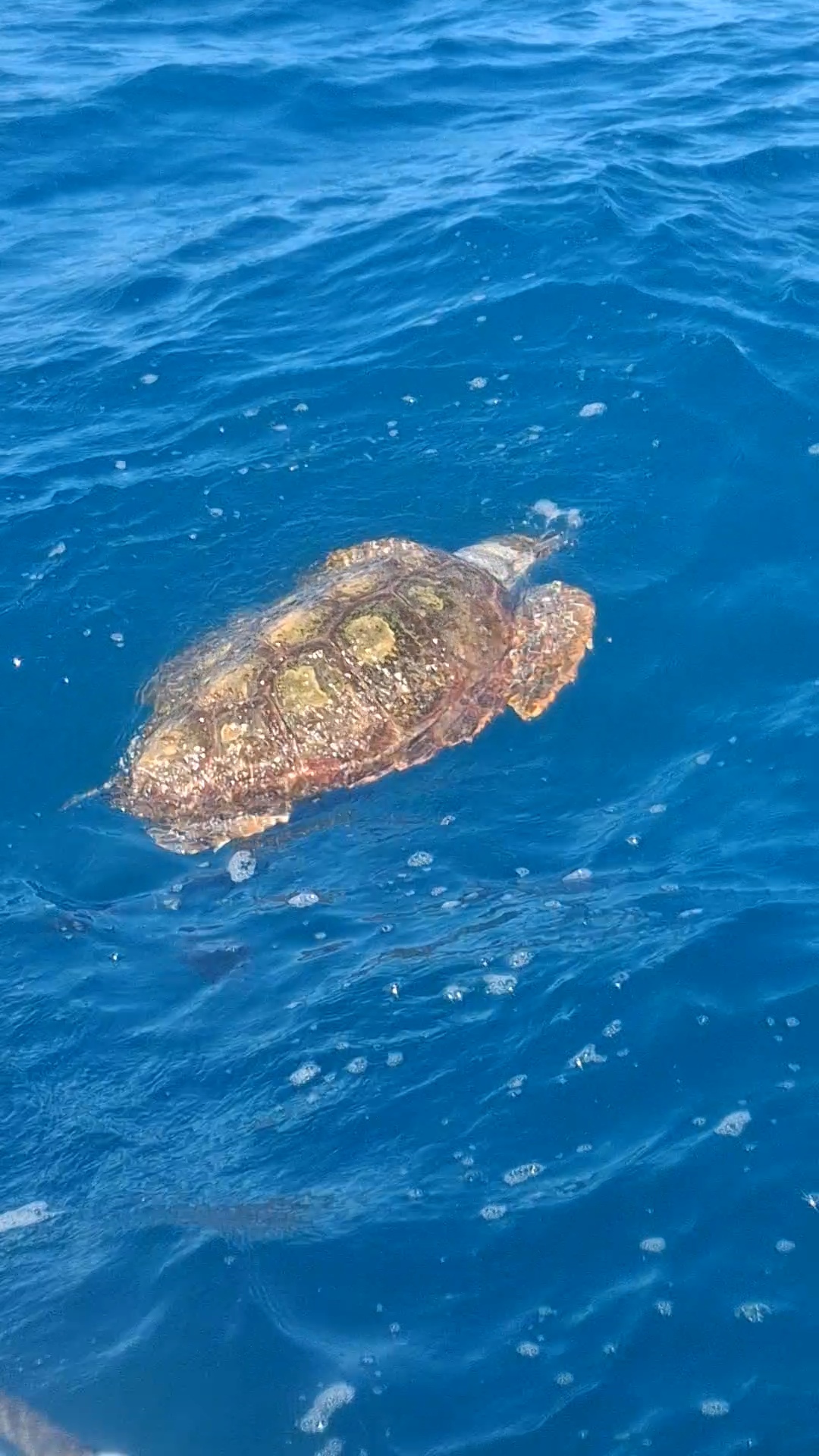 Морская черепаха, которую мы видели во время поиска китов. Видели двух, но сфотографировала только одну