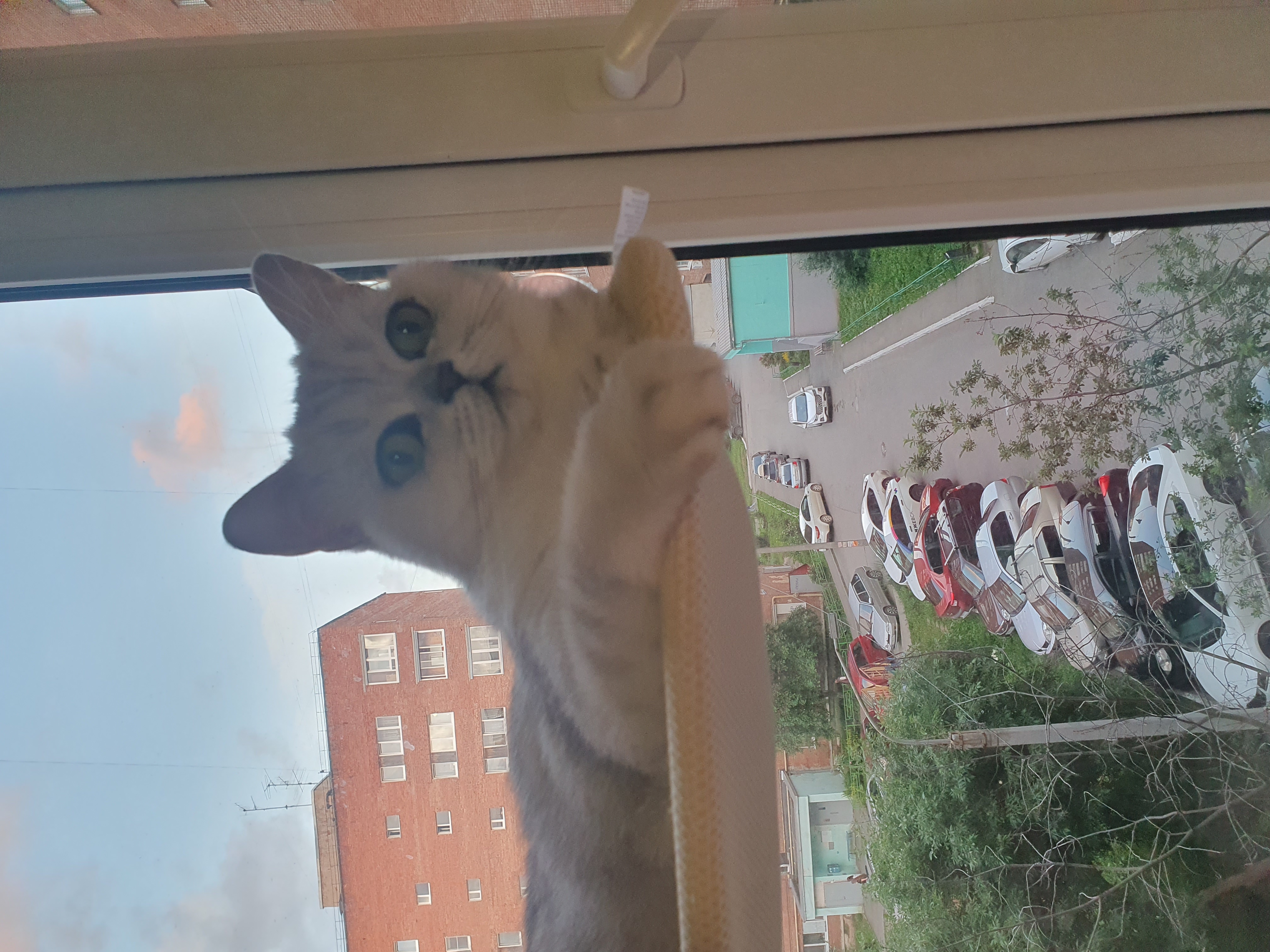 Кошка Снежинка отдыхает.