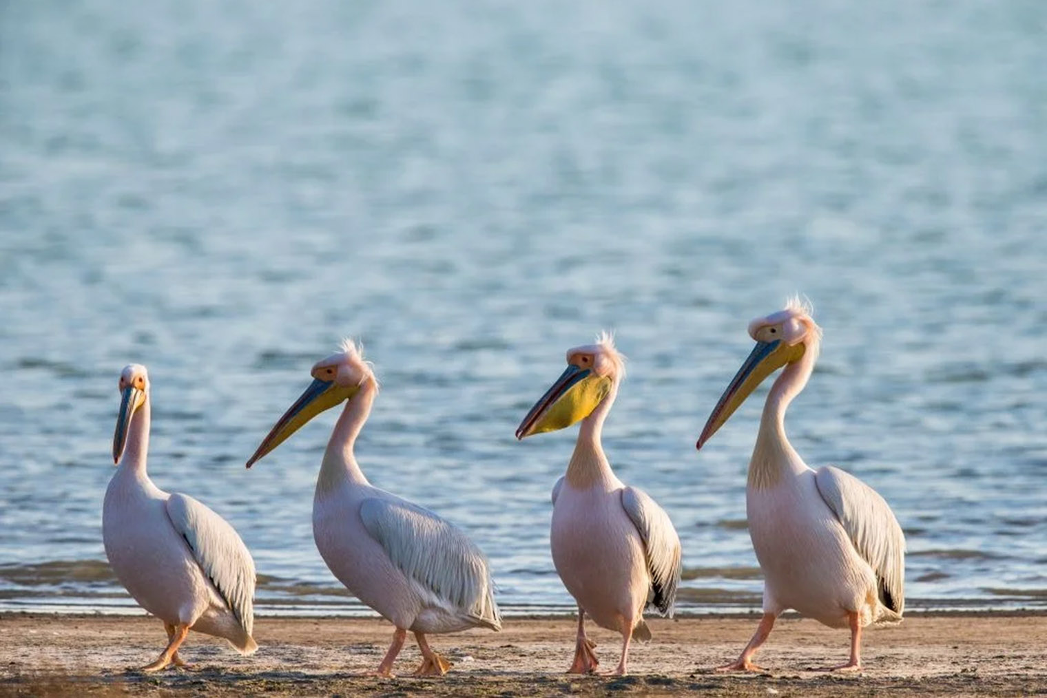 Розовые пеликаны на берегу озера Маныч-Гудило. © zapovednik-chernyezemli.ru