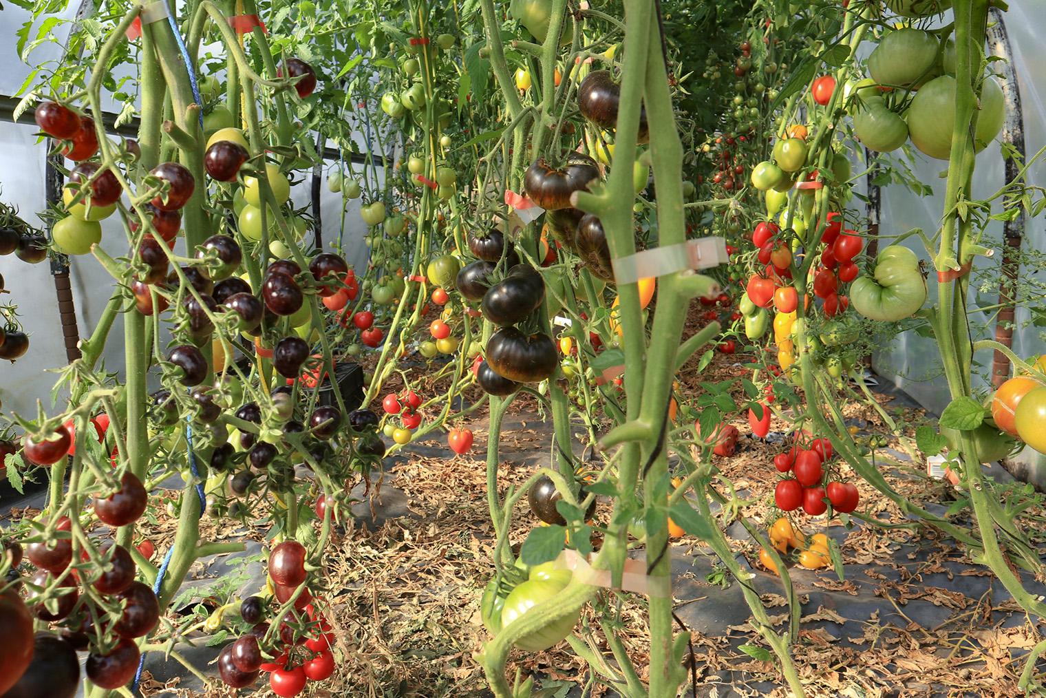 Урожай помидоров на пленке