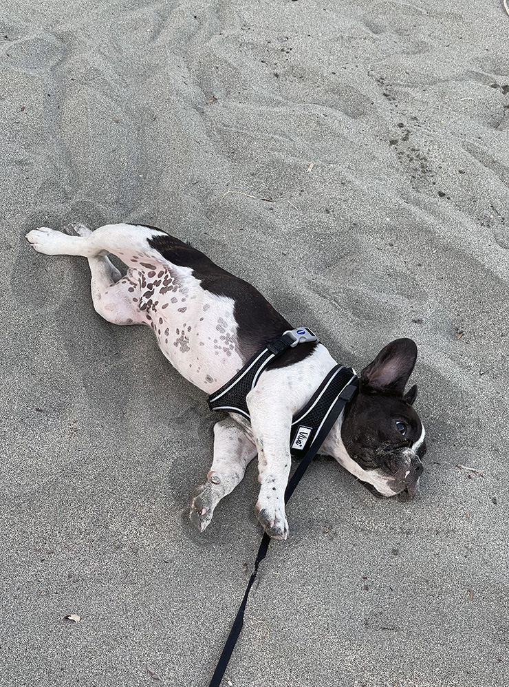 Счастливый пес валяется в песке, пока никто не видит