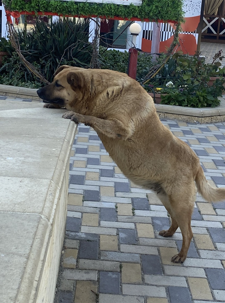 Собака Фрося — местная знаменитость